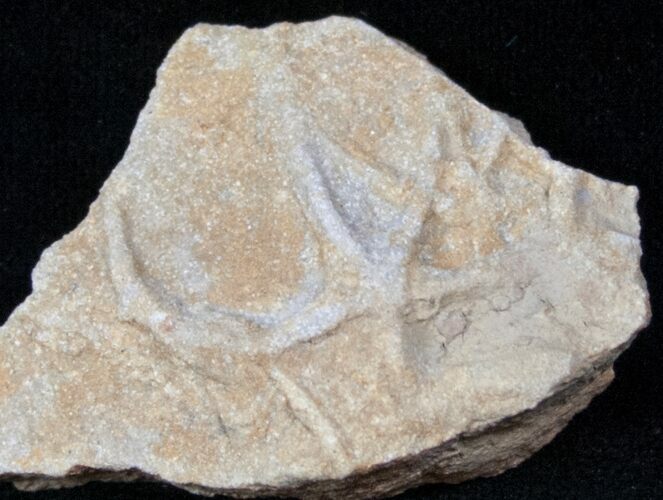 Sea Star Burrow (Asteriacites) - Early Jurassic #12985